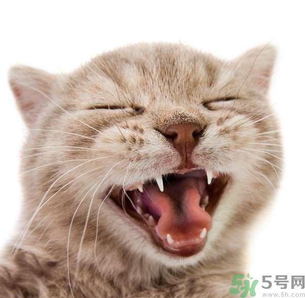 貓咪什么在時候換牙？貓咪換牙要注意什么？