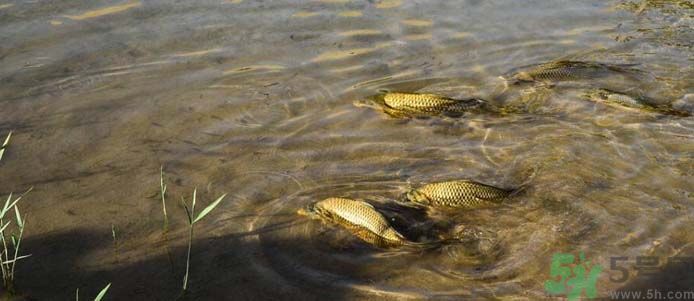 月牙泉再現(xiàn)鐵背魚 什么是鐵背魚？