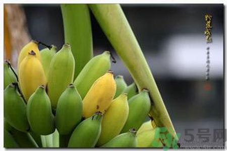 牛奶蕉可以減肥嗎？牛奶蕉怎么吃減肥？