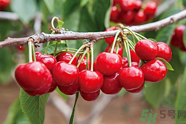 痛風(fēng)能吃櫻桃嗎？痛風(fēng)吃櫻桃可不可以？