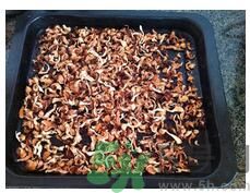 猴頭菇粉怎么做？猴頭菇餅干怎么做？