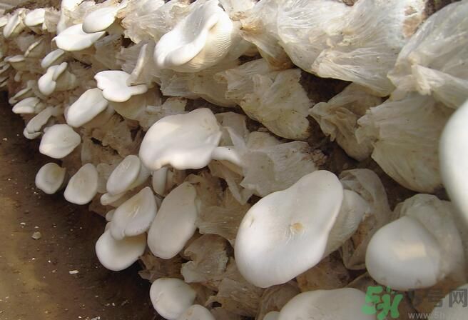 白靈菇和杏鮑菇有什么區(qū)別？白靈菇有什么營(yíng)養(yǎng)價(jià)值？