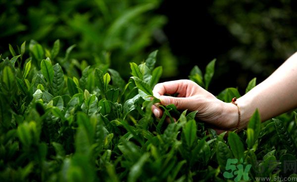 立夏喝什么茶好？立夏不能喝什么茶？