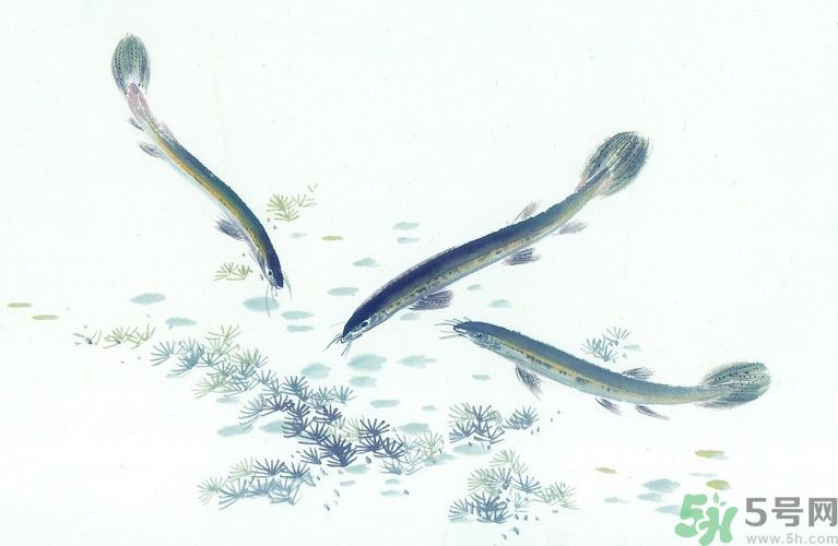 石斛和泥鰍能同吃嗎？石斛和泥鰍能一起吃嗎？