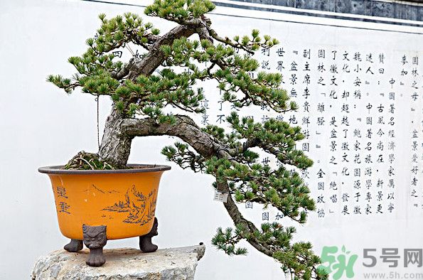 五針松松球能泡酒嗎？五針松松球泡酒有什么功效？
