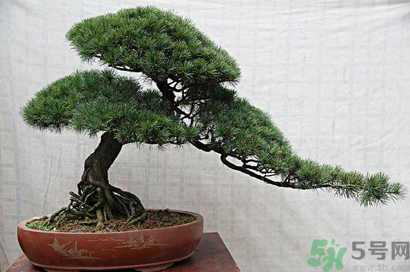 五針松松球能泡酒嗎？五針松松球泡酒有什么功效？