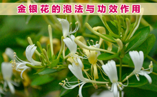 金銀花有沒有毒 金銀花有幾種品種