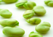 蠶豆是熱性還是涼性？蠶豆是熱性的嗎？