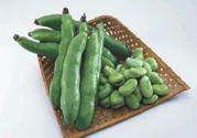 蠶豆是發(fā)物嗎？蠶豆是不是發(fā)物？