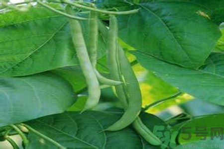 四季豆是發(fā)物嗎？四季豆是不是發(fā)物？