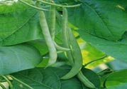 孕婦可以吃四季豆嗎？孕婦吃四季豆好嗎？