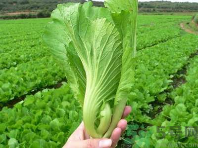 芥菜與鯽魚可以一起吃嗎？芥菜和鯽魚一起吃好不好？