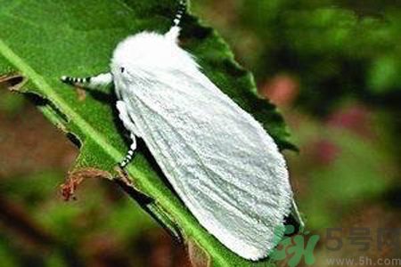為什么15-25號(hào)不要曬被子？什么是美國(guó)白蛾？
