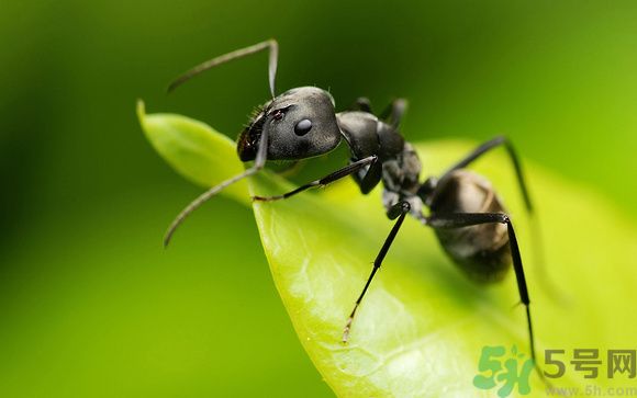 家里有螞蟻怎么辦？驅(qū)除螞蟻的方法是什么？