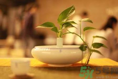 孕婦可以喝米茶嗎？懷孕可以喝米茶嗎？
