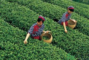 女生夏天喝什么茶最好？女生夏天適合喝什么茶？
