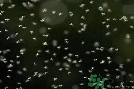 蚊子可以吃嗎？吃蚊子會(huì)怎么樣？