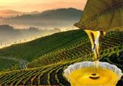 茶籽油可以天天吃嗎？可以每天用茶籽油炒菜嗎？