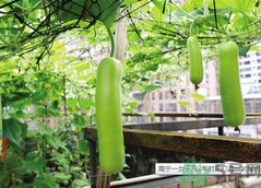 女子打造城市菜園 陽臺可以種什么蔬菜？