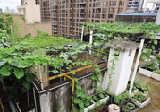 女子打造城市菜園 陽臺可以種什么蔬菜？