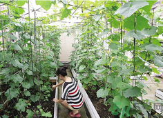 女子打造城市菜園 陽臺可以種什么蔬菜？