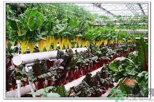 陽臺怎么種蔬菜？陽臺適合種什么蔬菜？