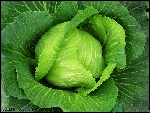 包菜外面的葉子壞了里面還能吃嗎？包菜壞了一部分還能吃嗎？