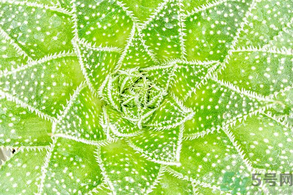 多肉植物需要澆水嗎？多肉植物澆水可以澆到葉子上嗎？