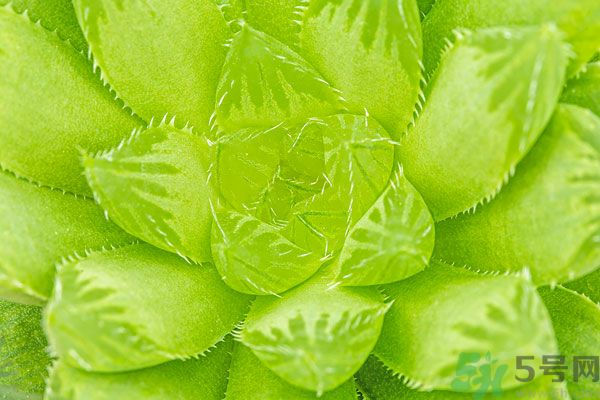 多肉植物需要澆水嗎？多肉植物澆水可以澆到葉子上嗎？