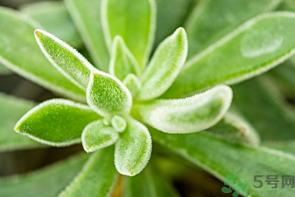 多肉植物需要澆水嗎？多肉植物澆水可以澆到葉子上嗎？
