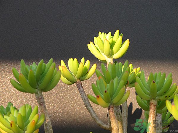 多肉植物需要澆水嗎？多肉植物澆水可以澆到葉子上嗎？