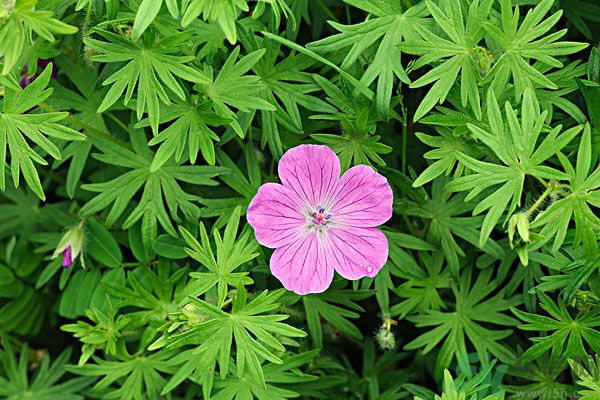 天竺葵有驅(qū)蚊作用嗎？什么植物能驅(qū)蚊子？