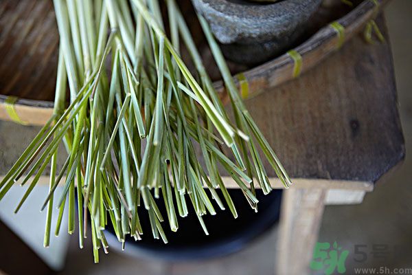 天竺葵有驅(qū)蚊作用嗎？什么植物能驅(qū)蚊子？
