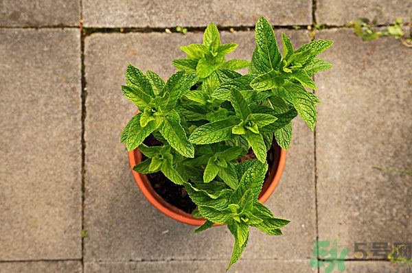 天竺葵有驅(qū)蚊作用嗎？什么植物能驅(qū)蚊子？