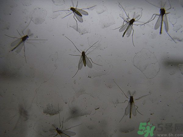 紗窗網(wǎng)密度蚊子能進(jìn)去嗎？紗窗能擋住蚊子嗎？