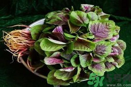 糖尿病可以吃莧菜嗎？糖尿病吃莧菜好嗎？