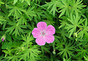 天竺葵有驅(qū)蚊作用嗎？什么植物能驅(qū)蚊子？