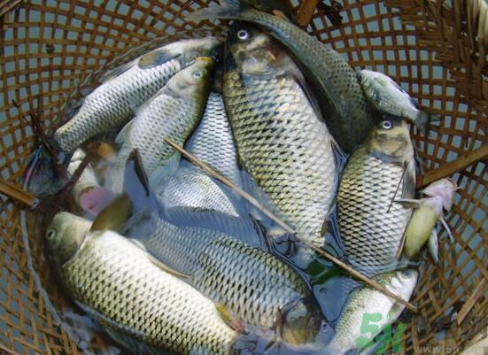魚能和萵苣一起煮嗎？魚可以和萵苣一起吃嗎？
