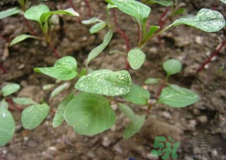 莧菜葉子上有白點是怎么回事？莧菜葉子上有白點可以吃嗎？