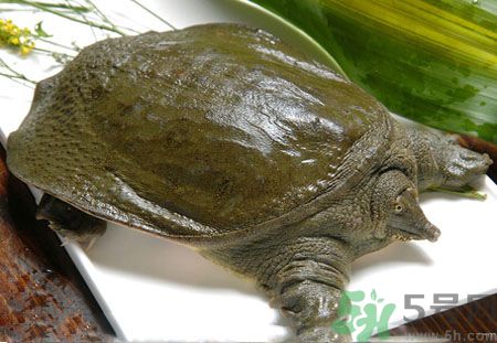 莧菜和甲魚一起吃會(huì)中毒嗎？吃了莧菜了甲魚怎么辦？