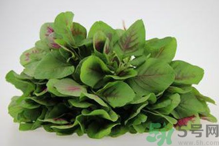莧菜可以生吃嗎？莧菜生吃了會怎樣？