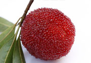 楊梅里面的蟲子能吃嗎？楊梅里面的蟲子吃了會(huì)怎么樣？