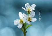 小滿喝什么茶？小滿喝什么茶好？