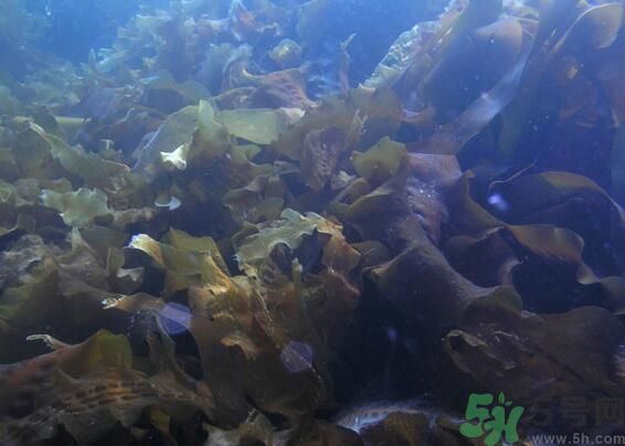 海帶發(fā)黃能吃嗎？海帶發(fā)黃還可以吃嗎？