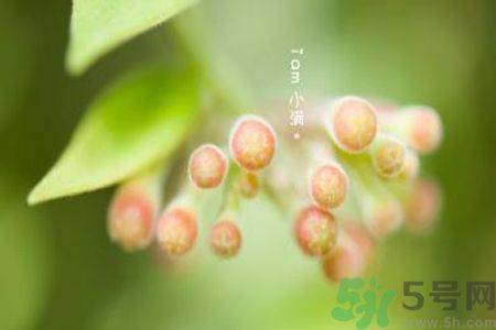 小滿名字的由來？小滿是什么意思？