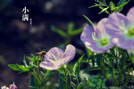 小滿(mǎn)名字的由來(lái)？小滿(mǎn)是什么意思？