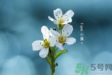 小滿(mǎn)喝什么茶？小滿(mǎn)喝什么茶好？
