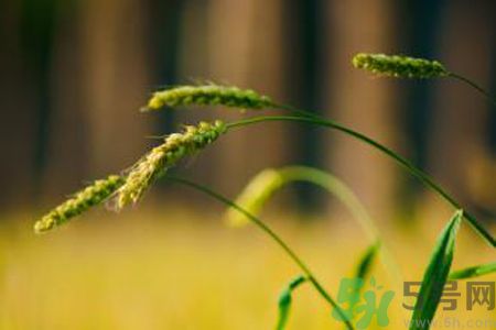 小滿(mǎn)喝什么茶？小滿(mǎn)喝什么茶好？