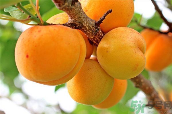 李子皮能吃嗎？李子皮的功效作用