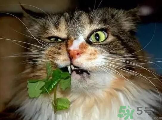 薄荷為什么叫貓薄荷？薄荷和貓薄荷是一種